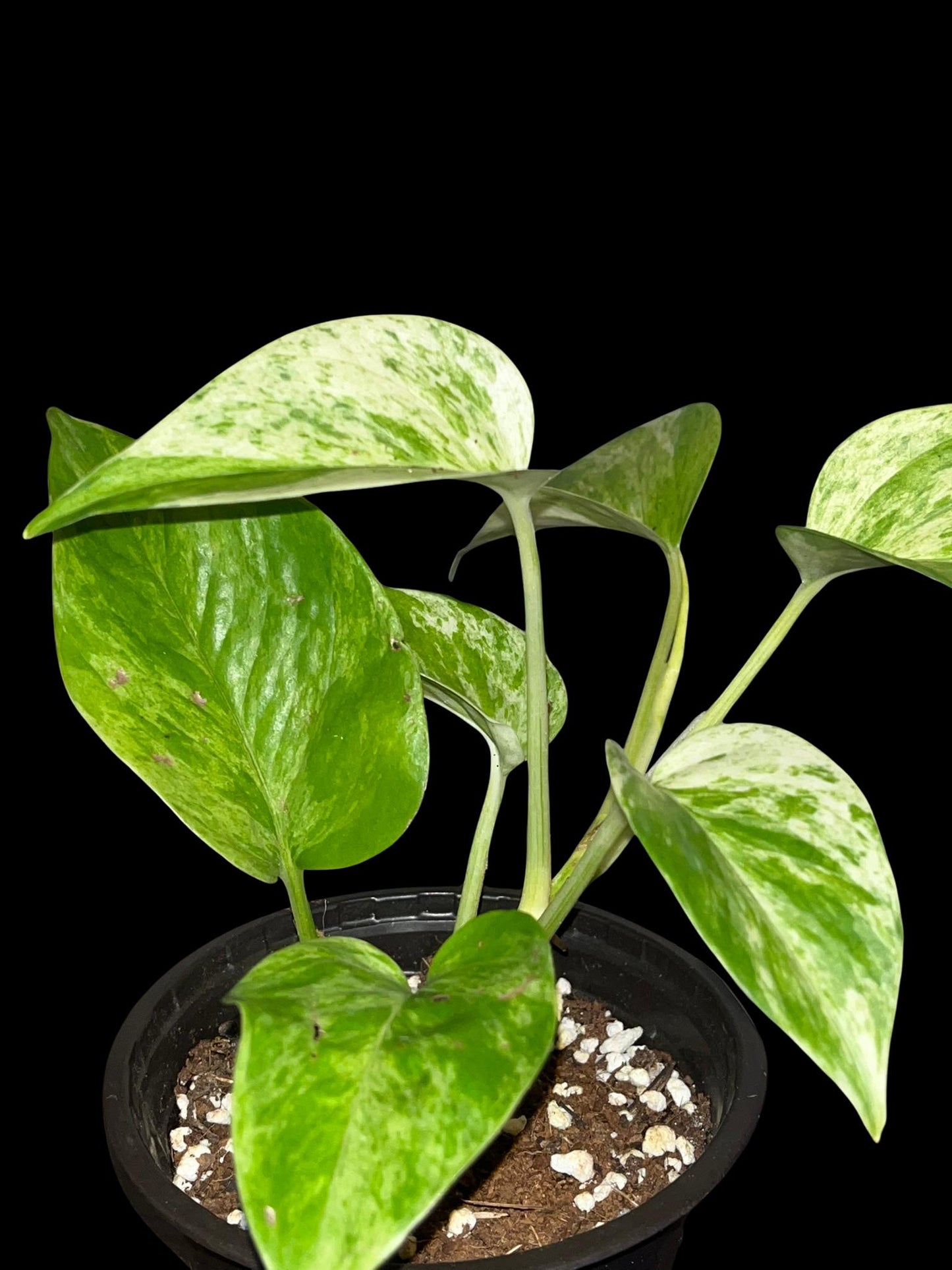 Marble Queen Pothos | Starter Plant | Tomoka Farms