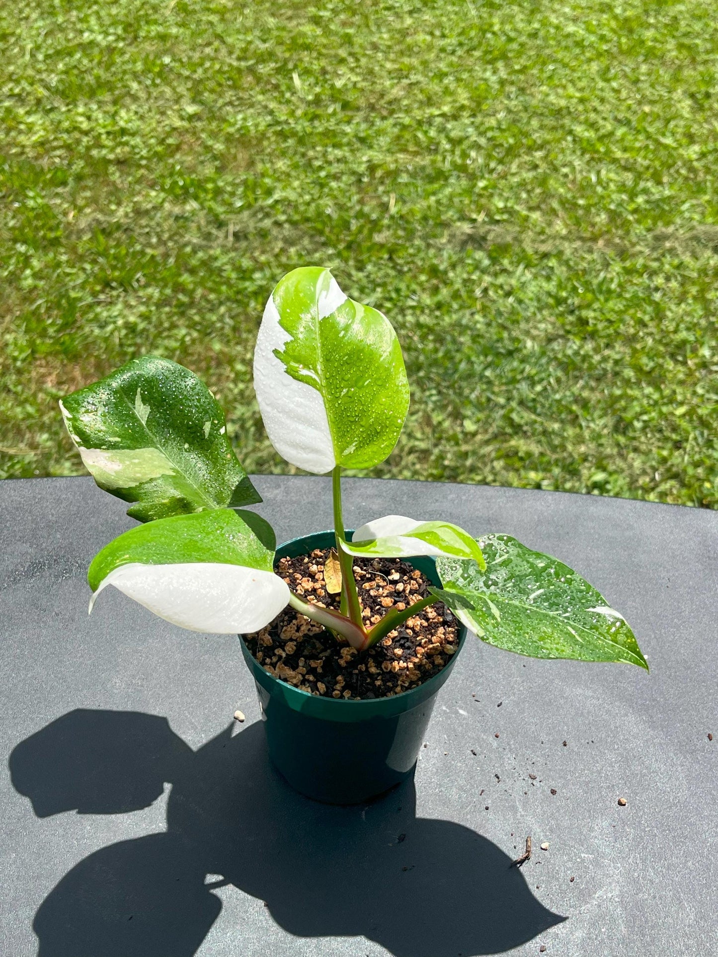 Philodendron White Princess | Starter Plant | Tomoka Farms