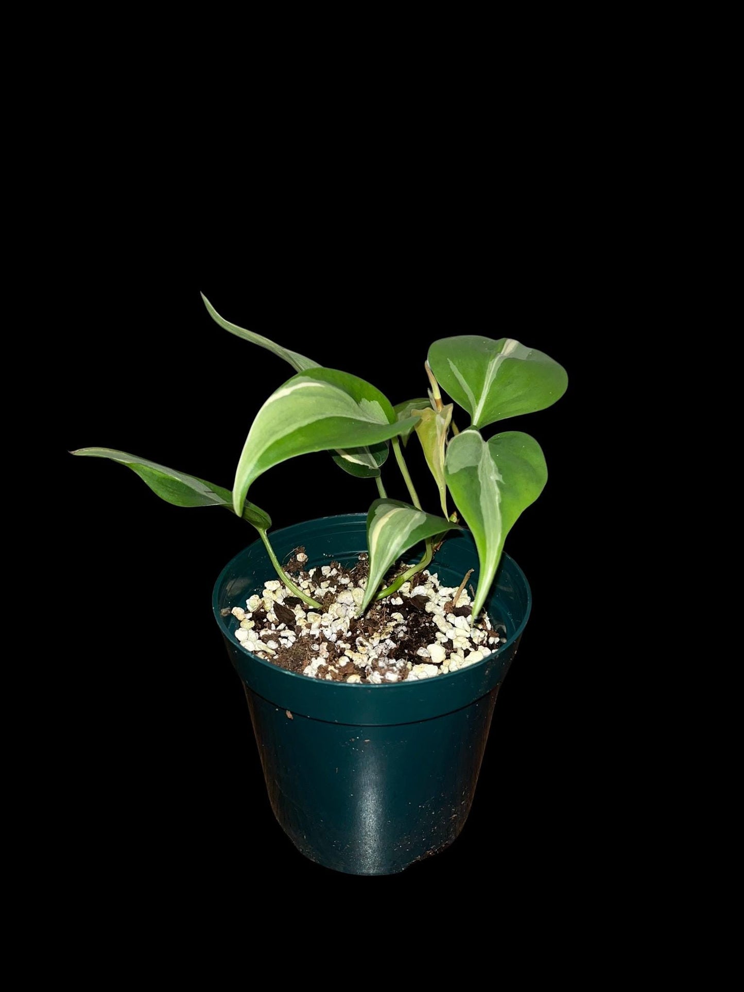 Philodendron Rio | Starter Plant | Tomoka Farms