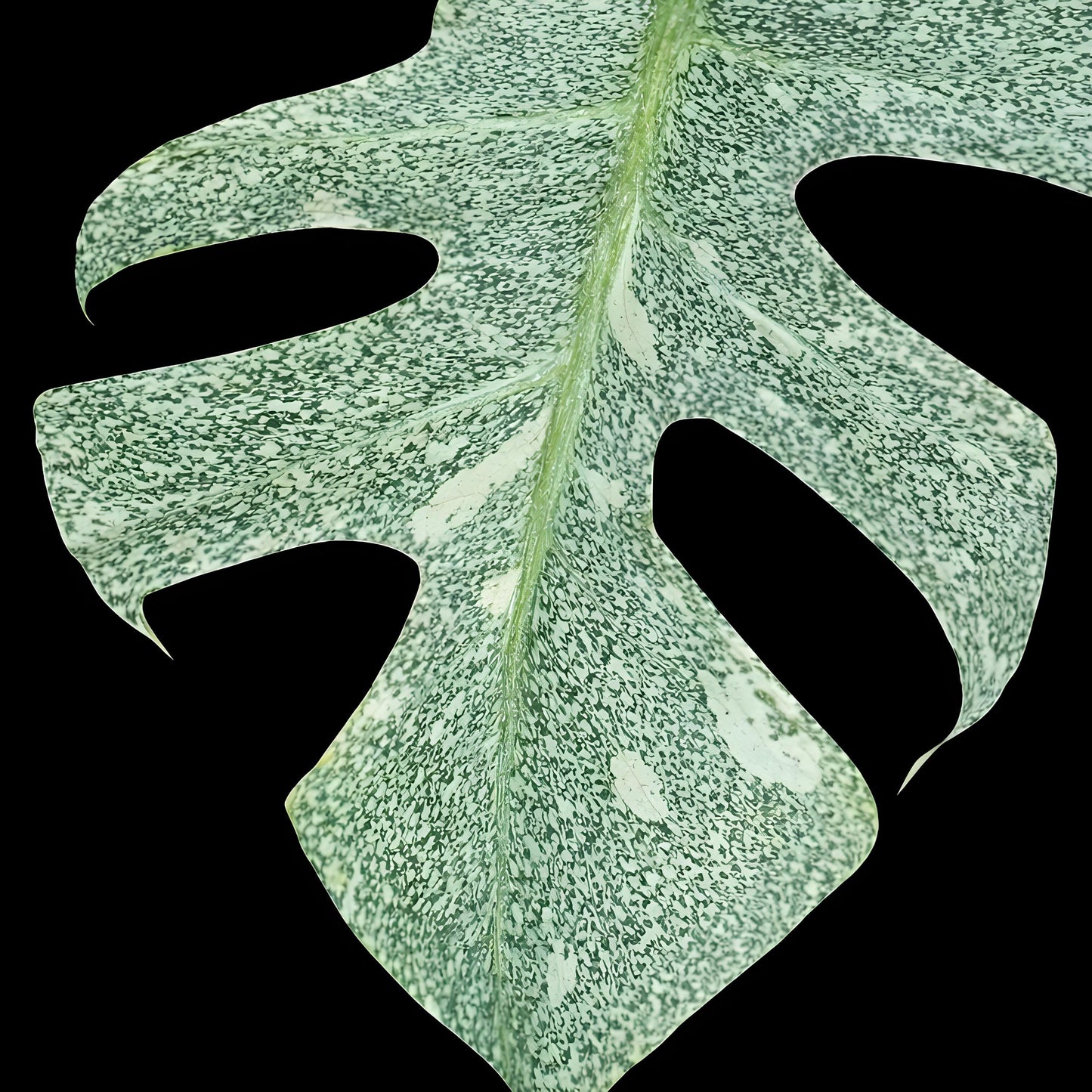 Monstera deliciosa ‘Starlight’ — Tissue Culture Starter Plant (Preorder) | Tomoka Farms