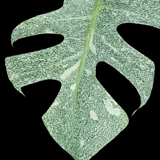 Monstera deliciosa ‘Starlight’ — Tissue Culture Starter Plant (Preorder) | Tomoka Farms