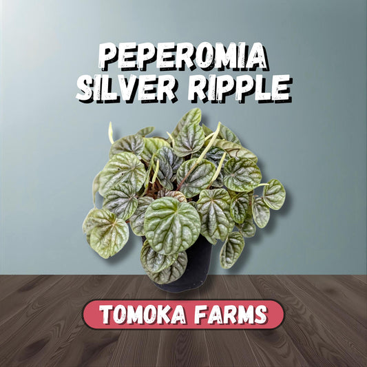 Peperomia Silver Ripple | Starter Plant | Tomoka Farms