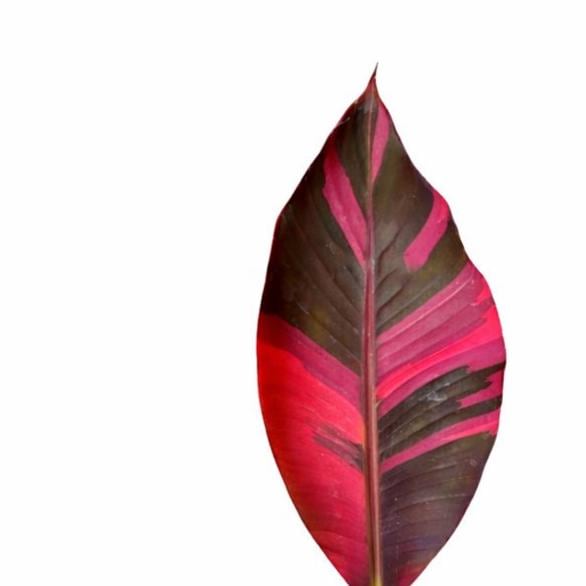 Musa Pink Variegated Banana | Tissue Culture Plant (Starter) | Tomoka Farms