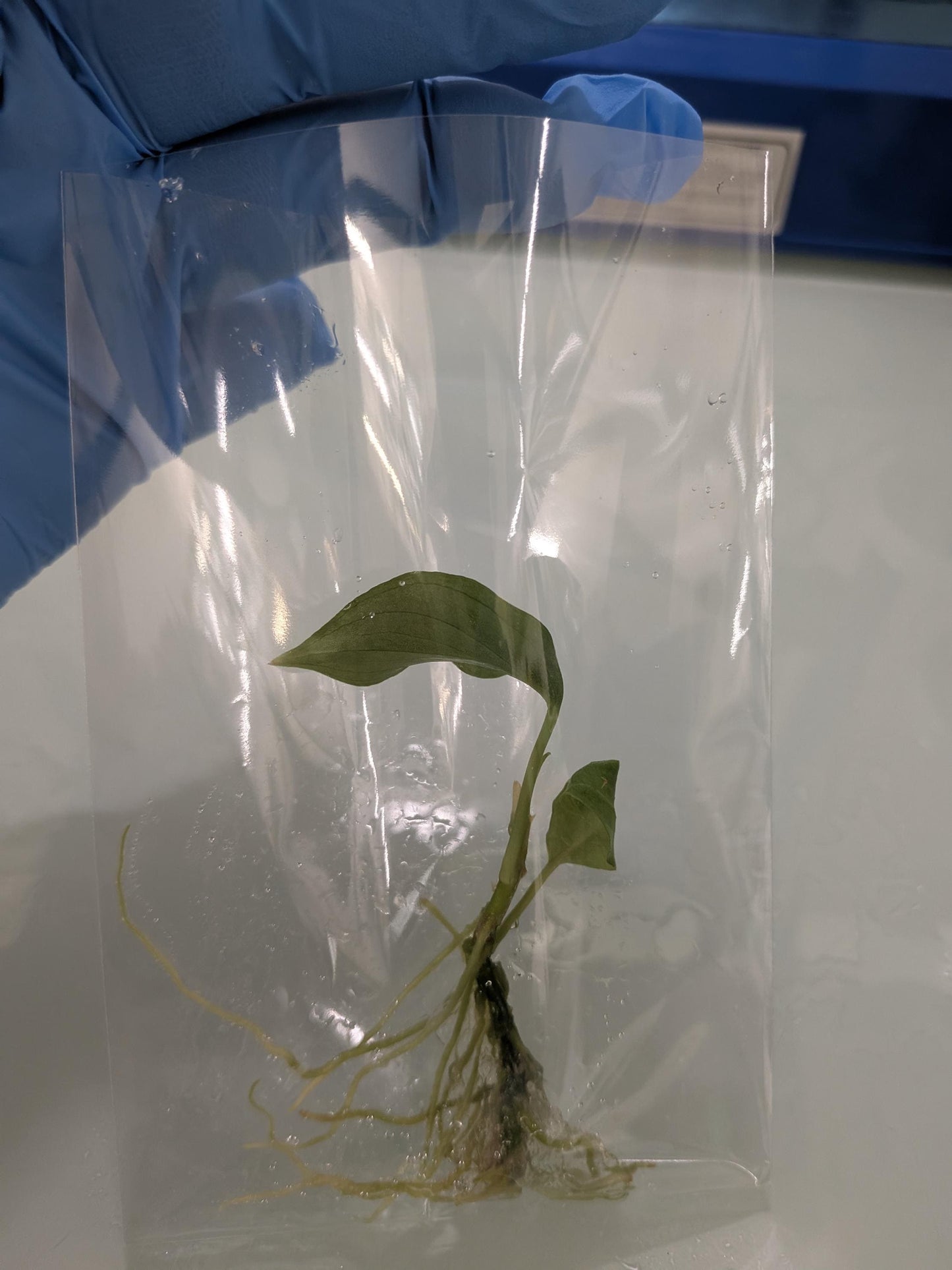 Aglaonema Pictum Tricolor | Tissue Culture Plant (Starter) | Tomoka Farms