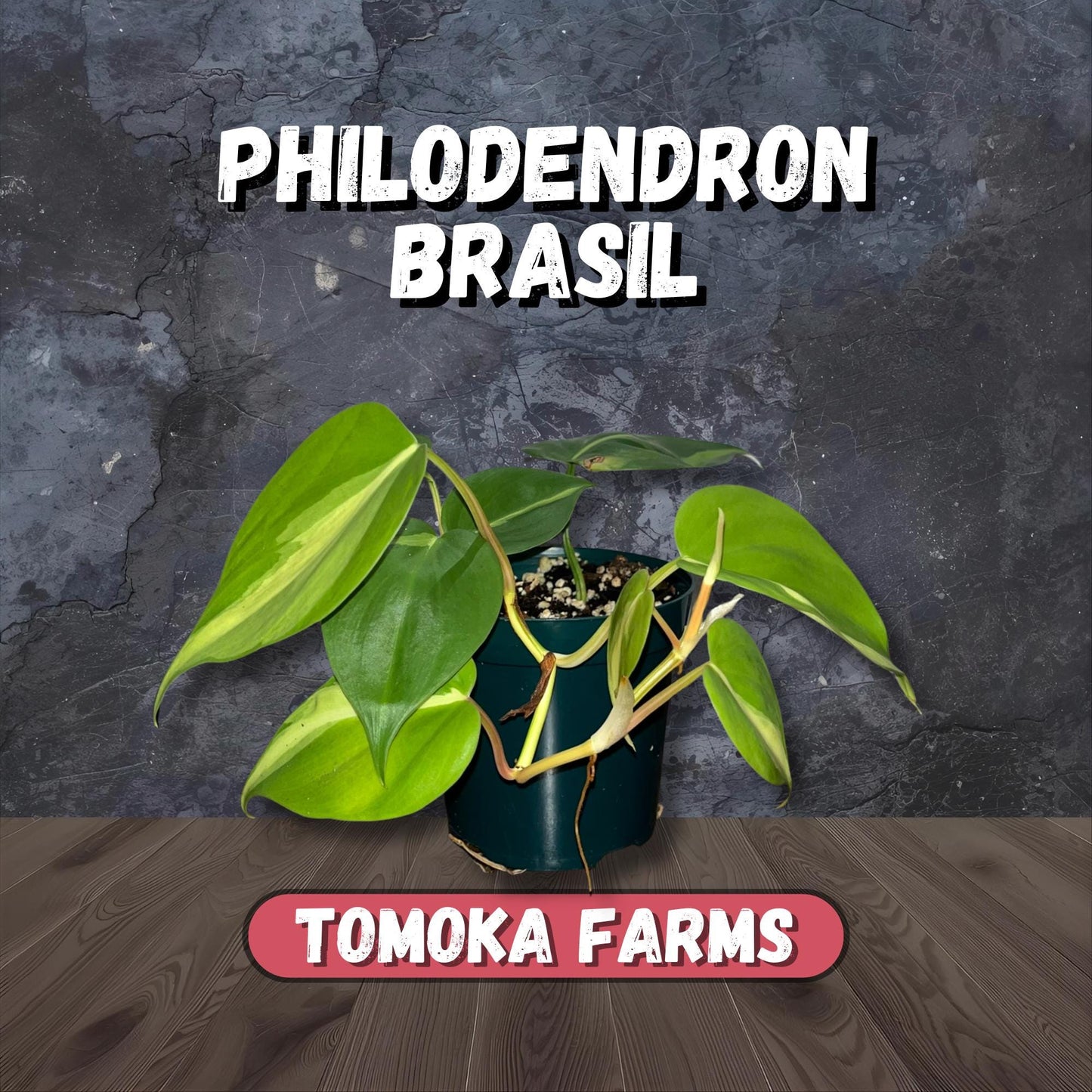 Philodendron Brasil | Starter Plant | Tomoka Farms