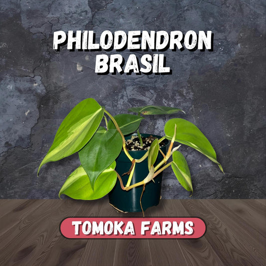 Philodendron Brasil | Starter Plant | Tomoka Farms