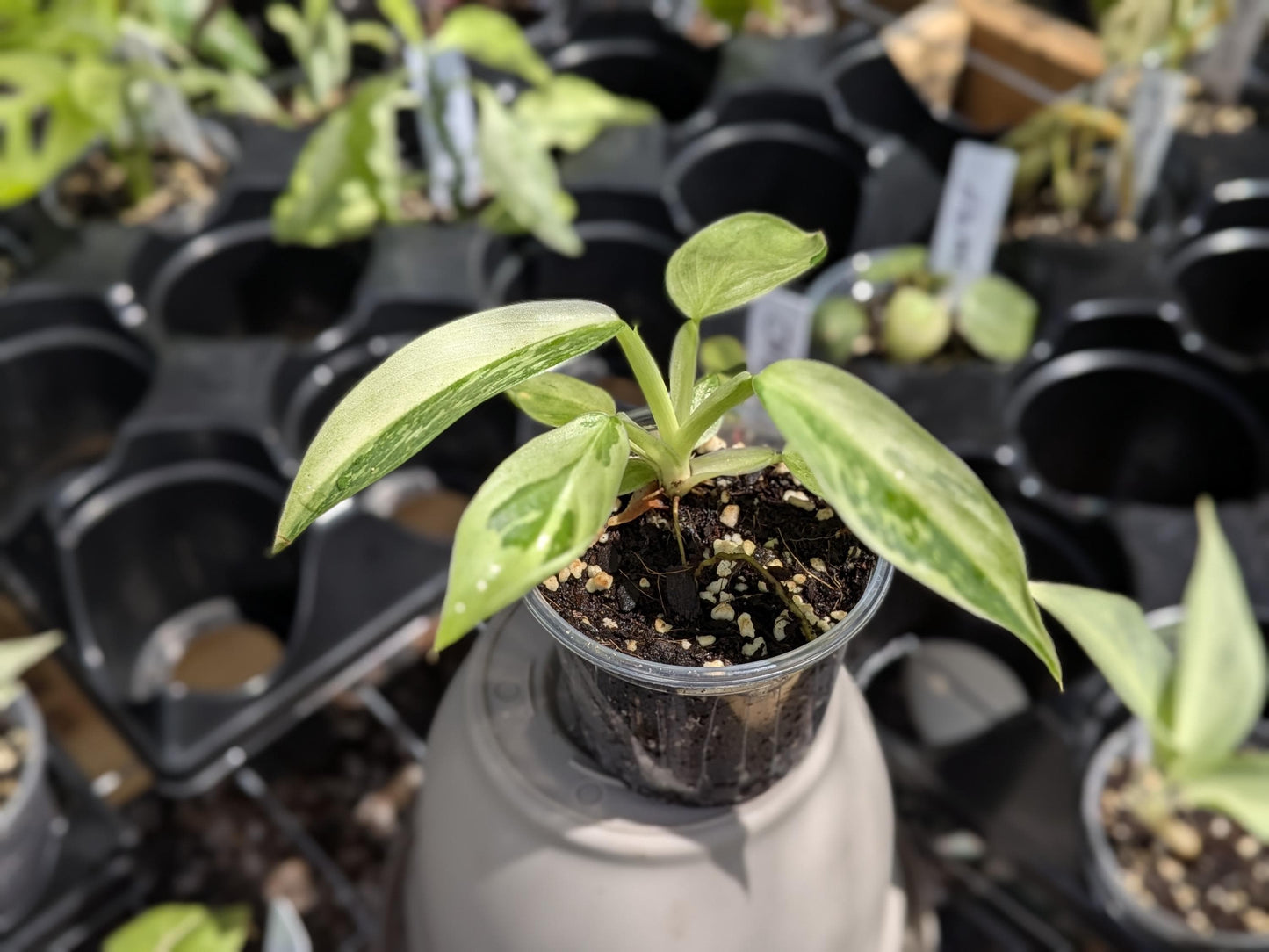 Philodendron Jose Buono | Starter Plant | Tomoka Farms