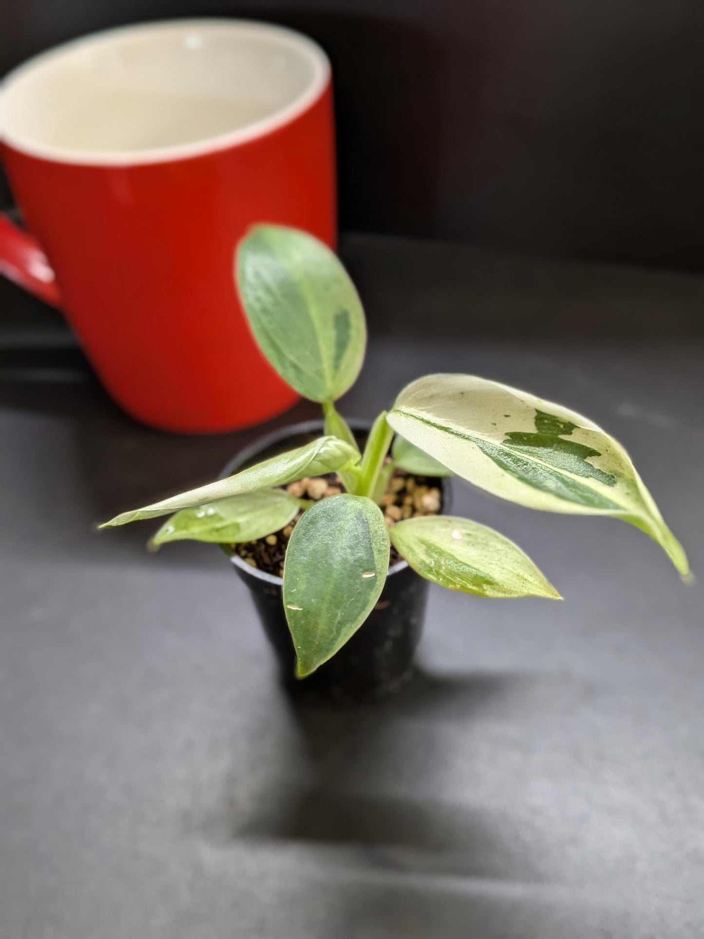 Philodendron Jose Buono | Starter Plant | Tomoka Farms