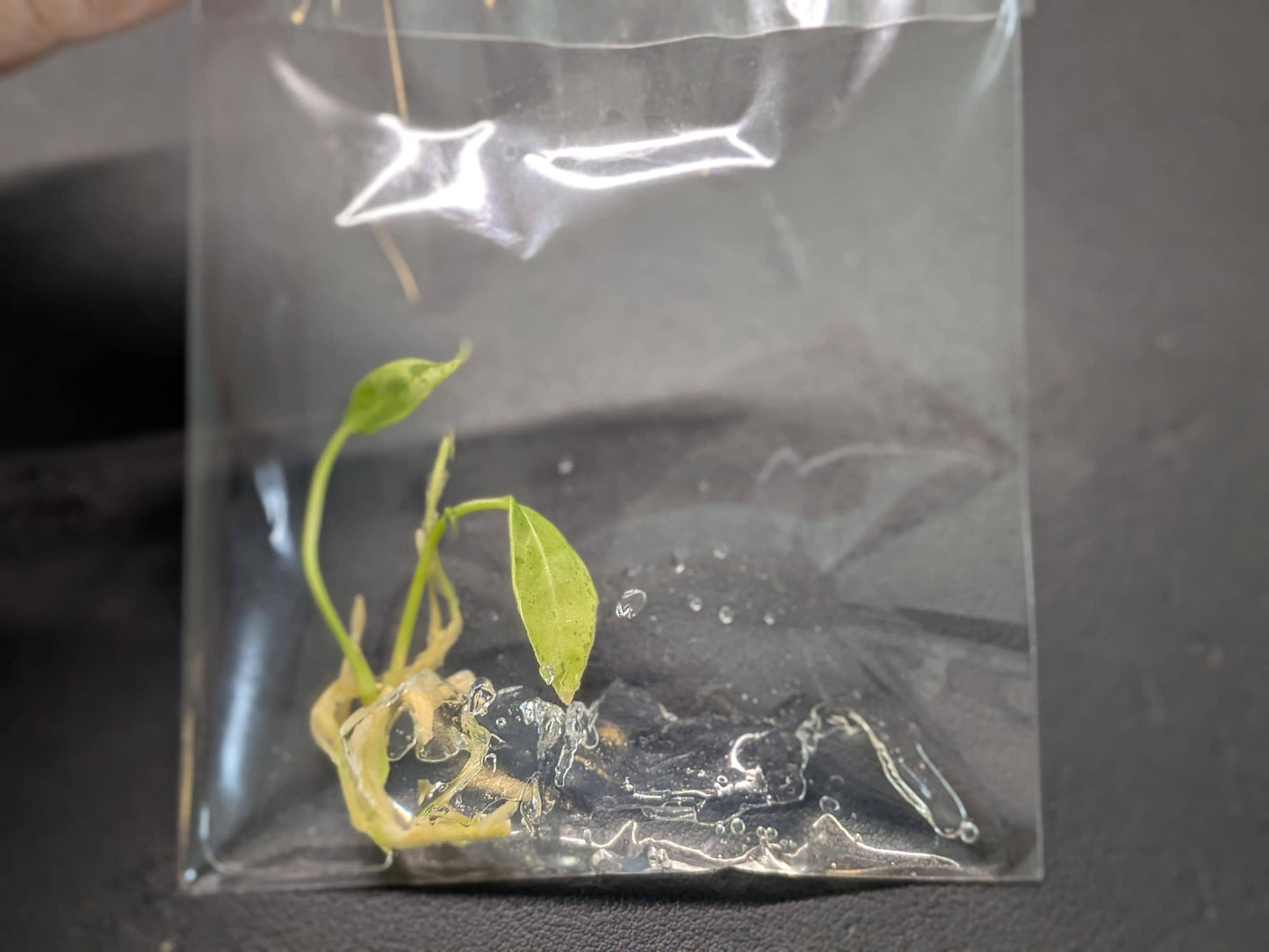 Anthurium Warocqueanum ‘Queen’ | Tissue Culture Plant | Tomoka Farms