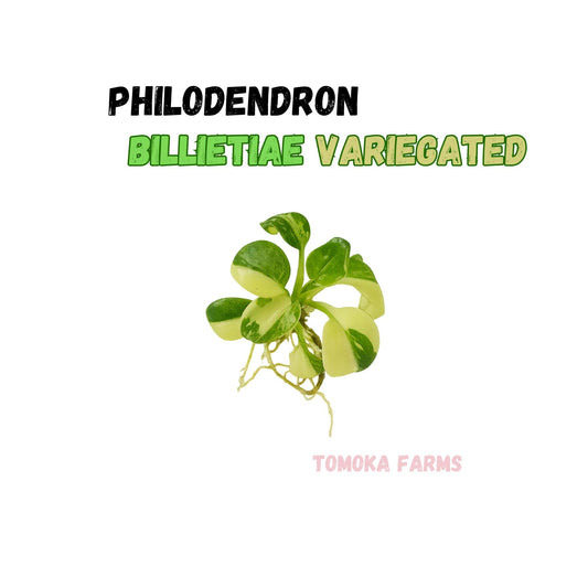 Philodendron Billietiae Variegated | Tissue Culture Plant | Very Rare Strap-Leaf Aroid | Tomoka Farms