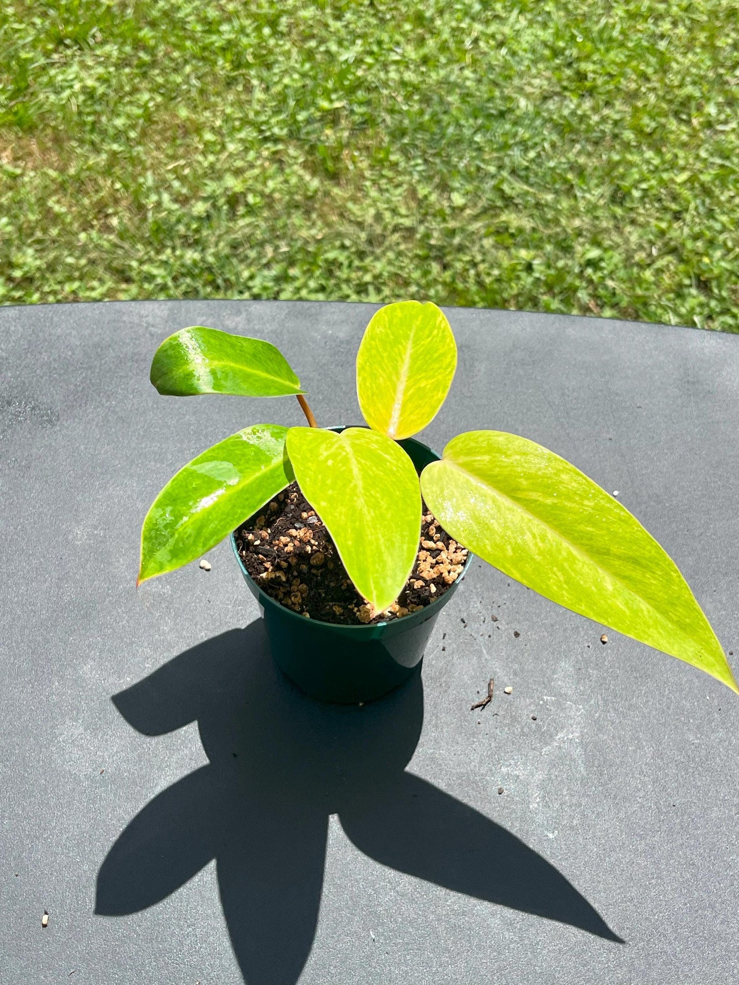 Philodendron Painted Lady – Starter | Bright Chartreuse Variegation | Rare Collector Plant
