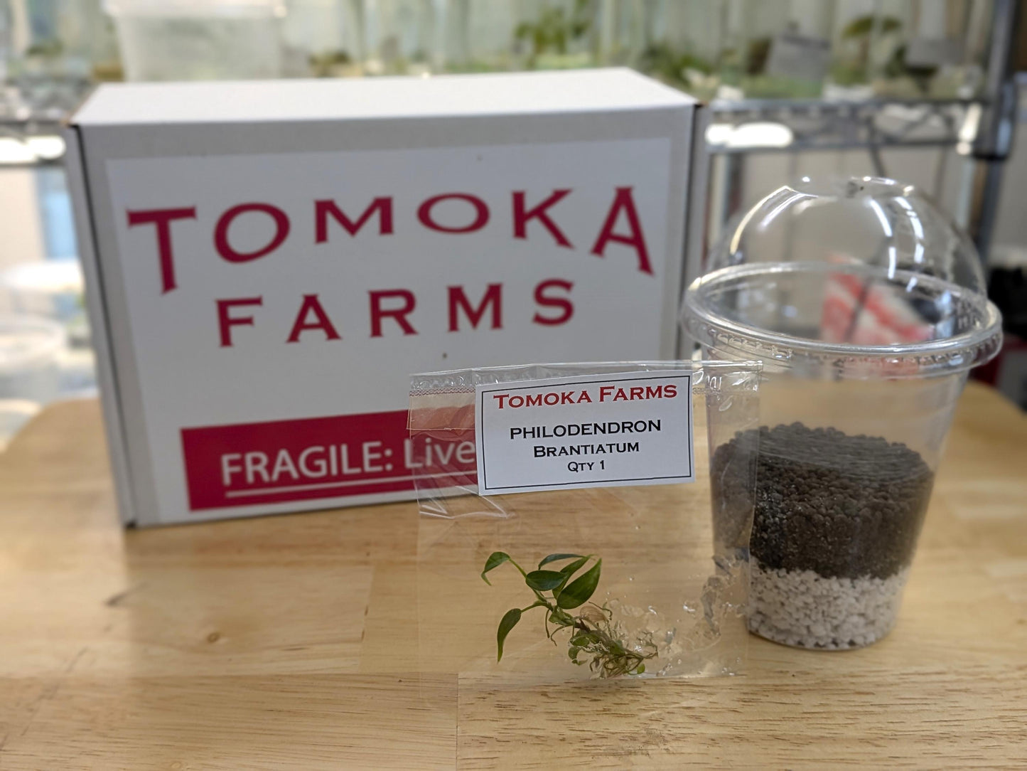 Philodendron Brandtianum | Tissue Culture Plant | Tomoka Farms