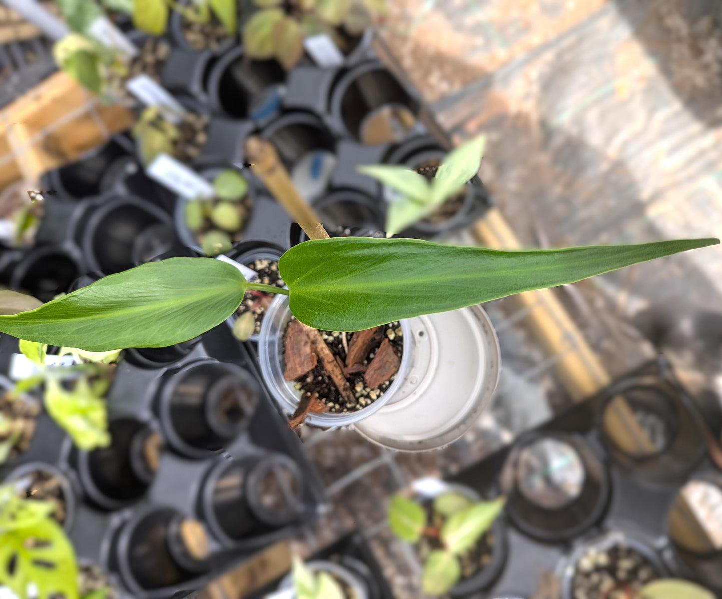 Monstera Burle Marx Flame | Starter Plant | Tomoka Farms