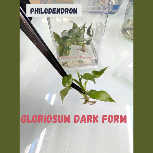 Philodendron Gloriosum Dark Form | Tissue Culture Plant (Starter) | Tomoka Farms