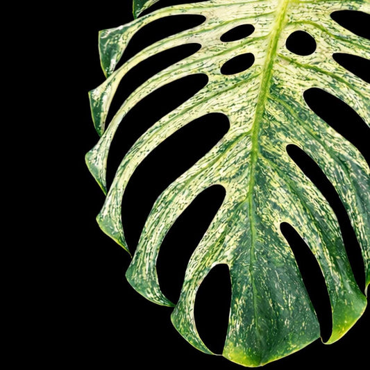 Monstera Devil Monster | Tissue Culture Plant (Special Order) | Tomoka Farms