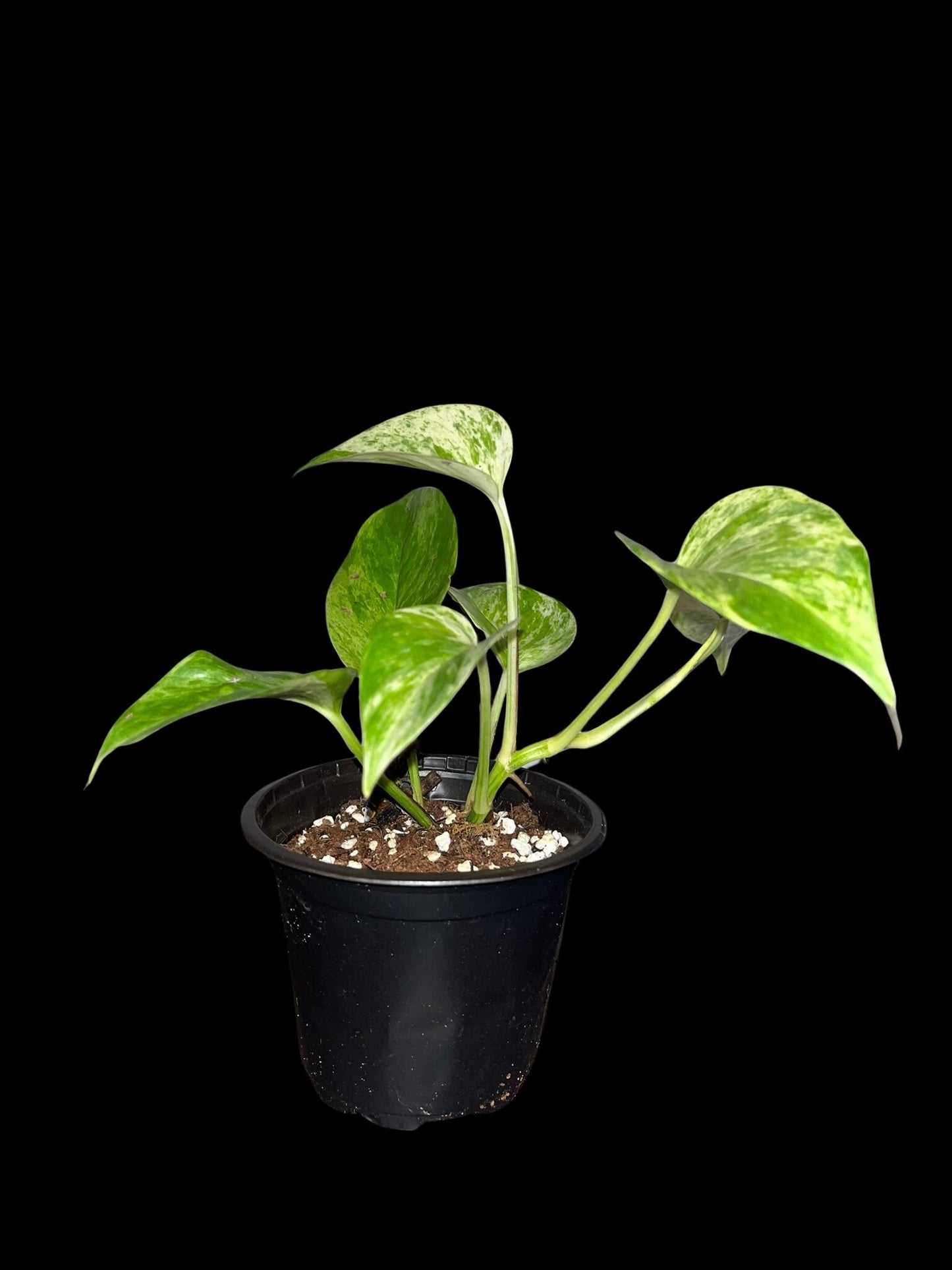 Marble Queen Pothos | Starter Plant | Tomoka Farms