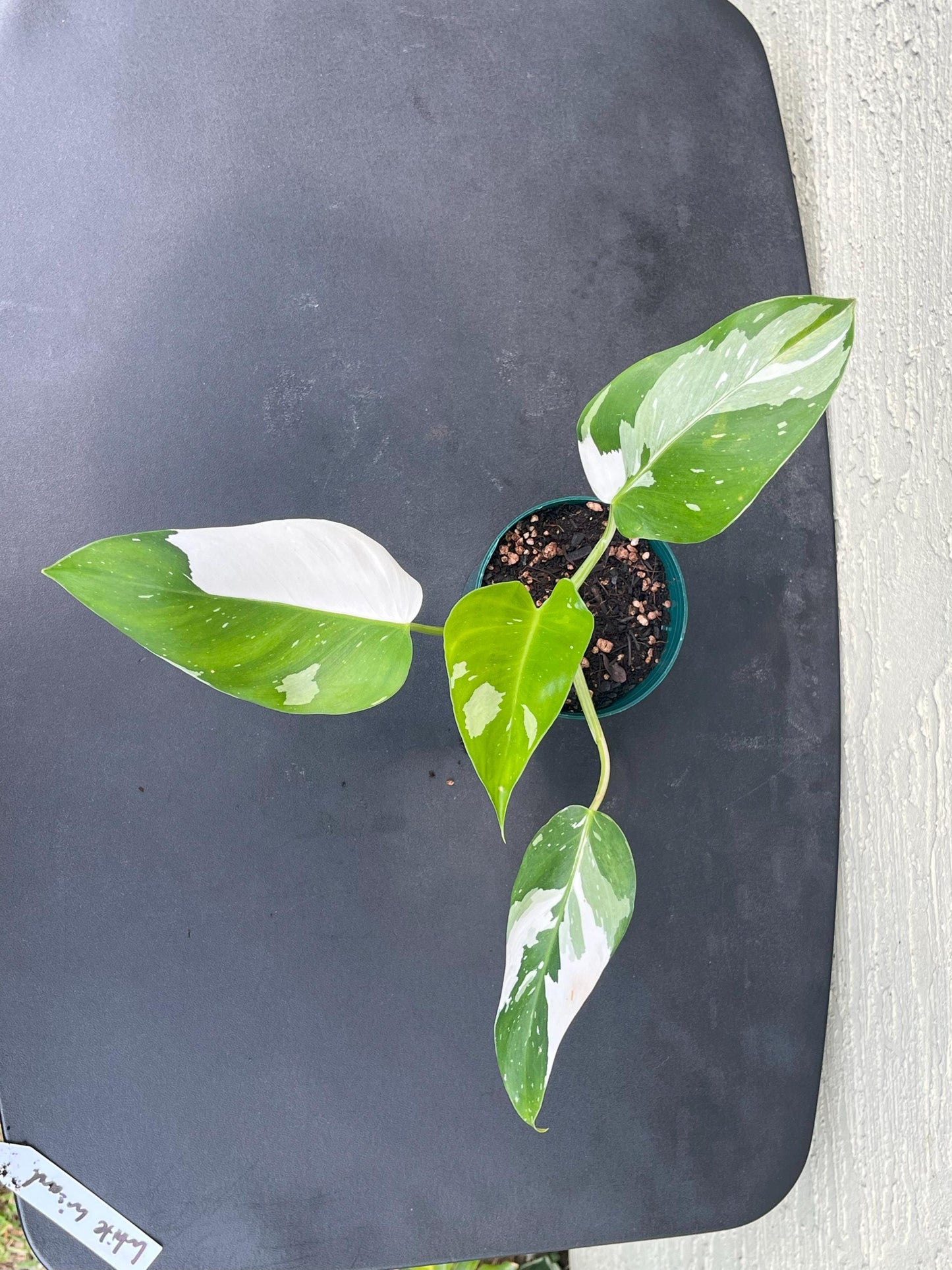 Philodendron White Wizard | Starter Plant | Tomoka Farms