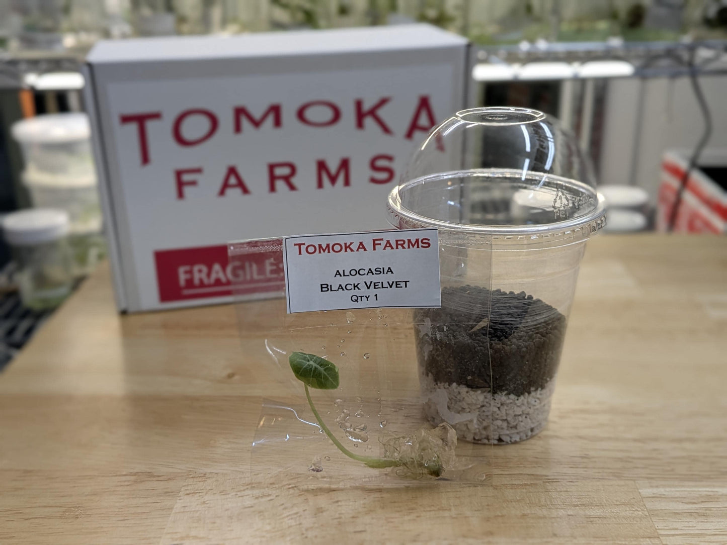 Alocasia Black Velvet | Tissue Culture Plant (Starter) | Tomoka Farms