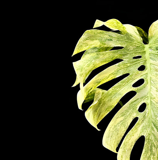 Monstera Legacy | Tissue Culture Plant (Preorder) | Tomoka Farms