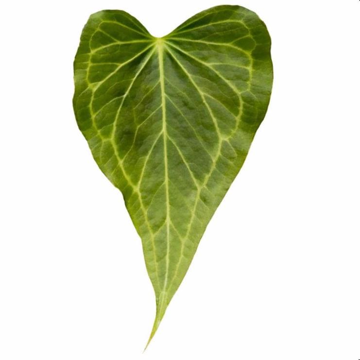 Anthurium ‘Delta Force’ | Tissue Culture Plant (Starter) | Tomoka Farms