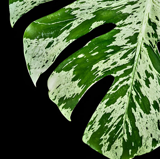 Monstera Deliciosa ‘Bulbasaur’ | Tissue Culture Plant (Starter) | Tomoka Farms