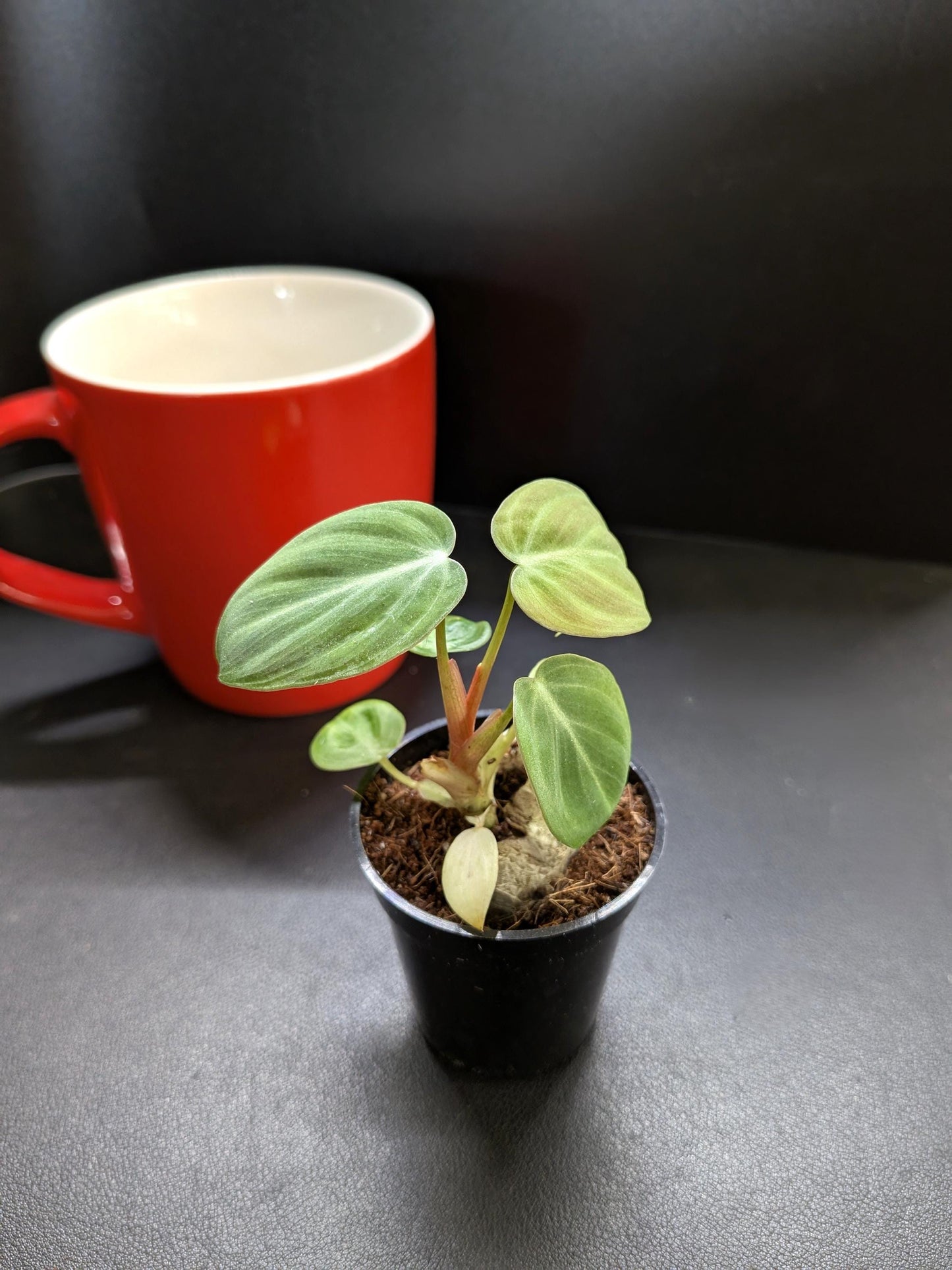 Philodendron El Choco Red | Tissue Culture Plant | Tomoka Farms