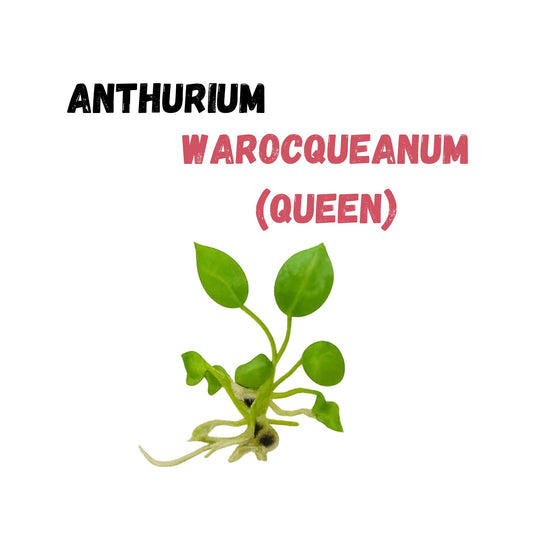 Anthurium Warocqueanum ‘Queen’ | Tissue Culture Plant | Tomoka Farms