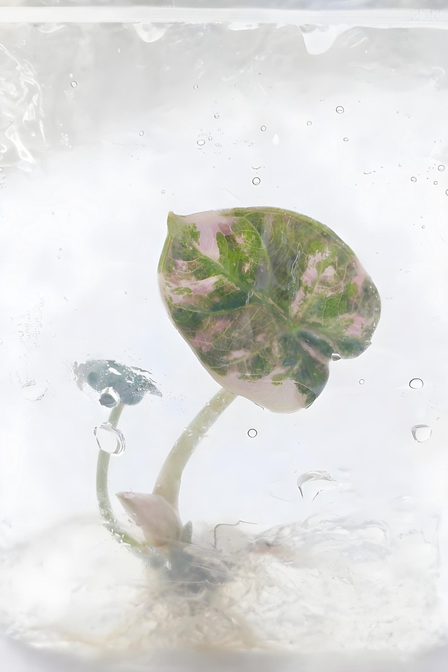 Alocasia Balloon Heart Pink Variegated | Tissue Culture Plant | Preorder | Tomoka Farms