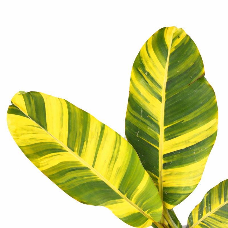 Variegated Musa Aurea Banana Plantlet | Tissue Culture Starter | Tomoka Farms