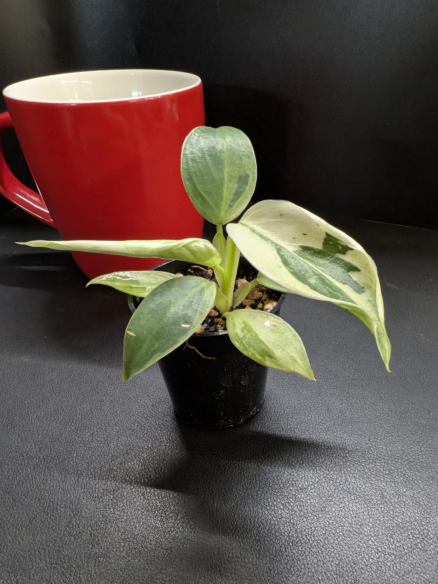 Philodendron Jose Buono | Starter Plant | Tomoka Farms