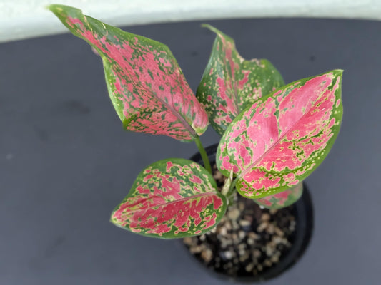 Aglaonema Red Valentine | Starter Plant | Tomoka Farms