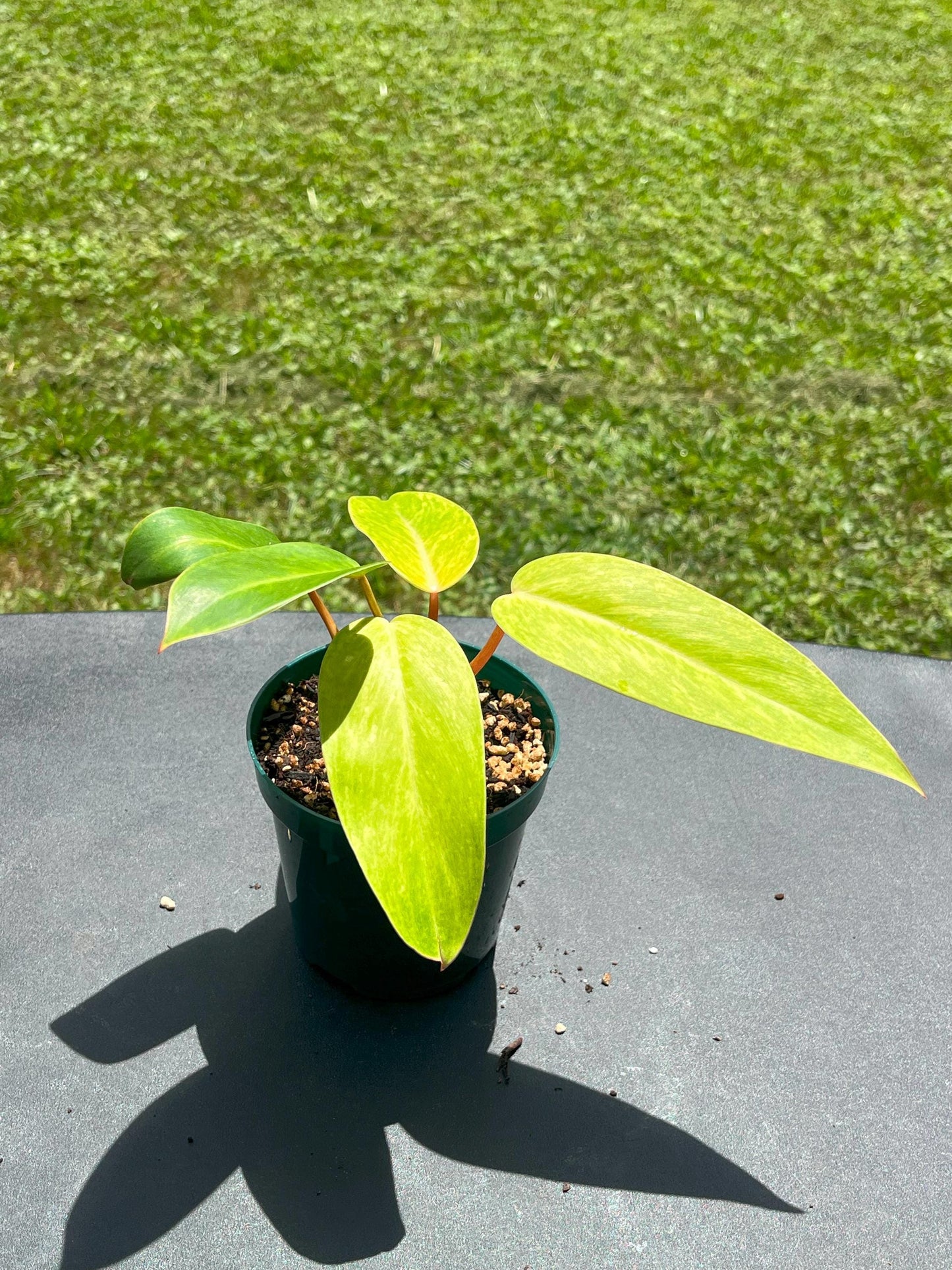 Philodendron Painted Lady – Starter | Bright Chartreuse Variegation | Rare Collector Plant