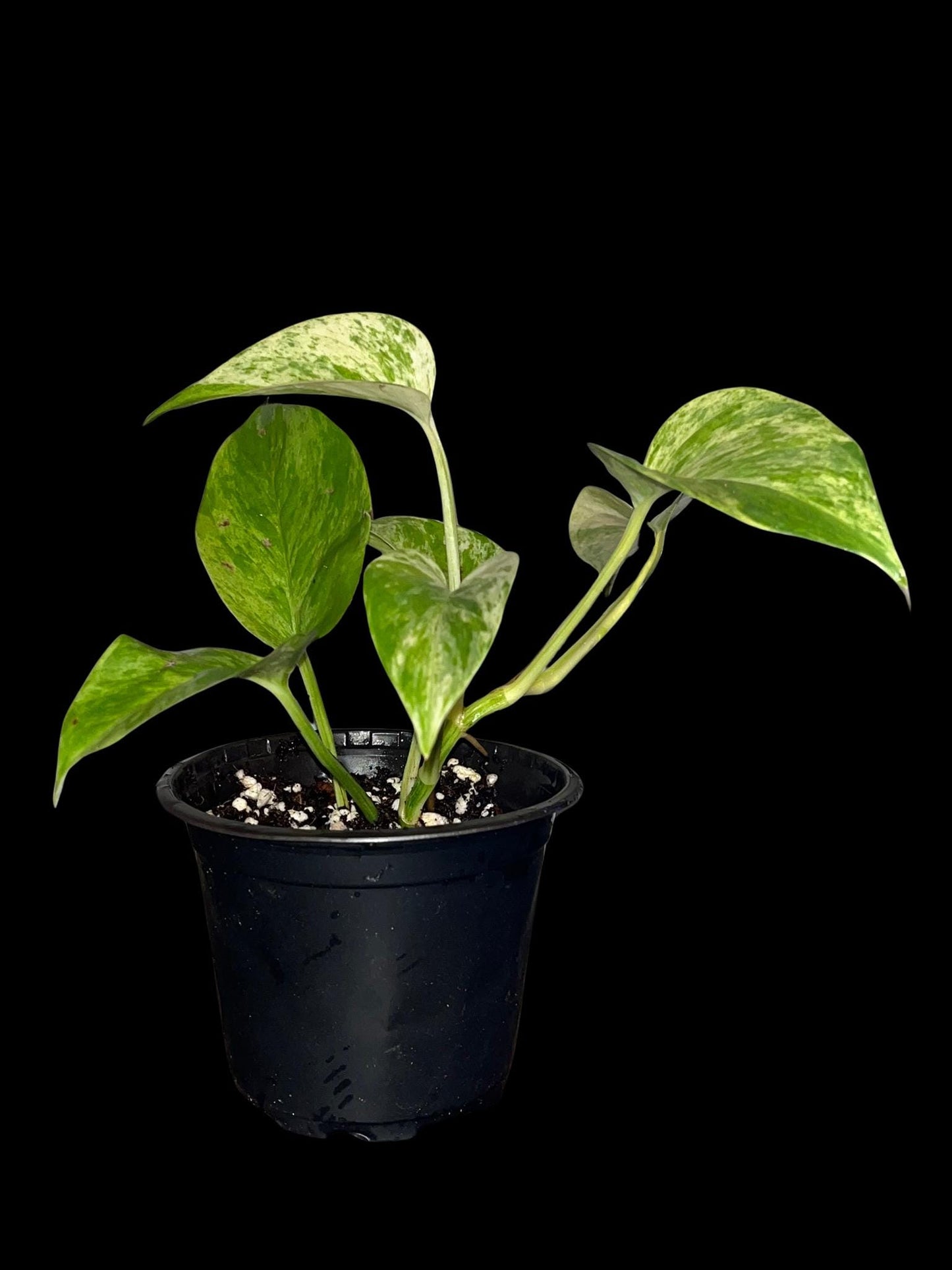 Marble Queen Pothos | Starter Plant | Tomoka Farms