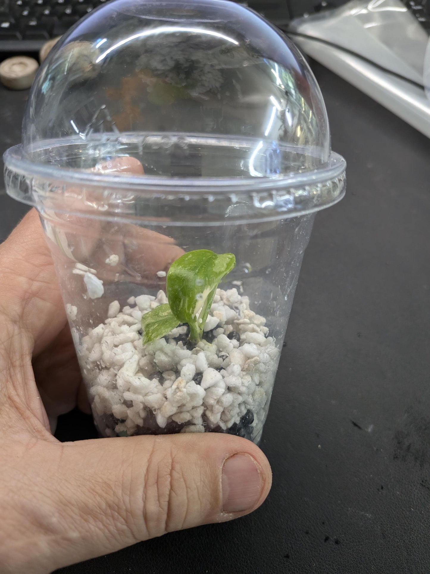 Philodendron Red Anderson | Tissue Culture Plant (Starter) | Tomoka Farms
