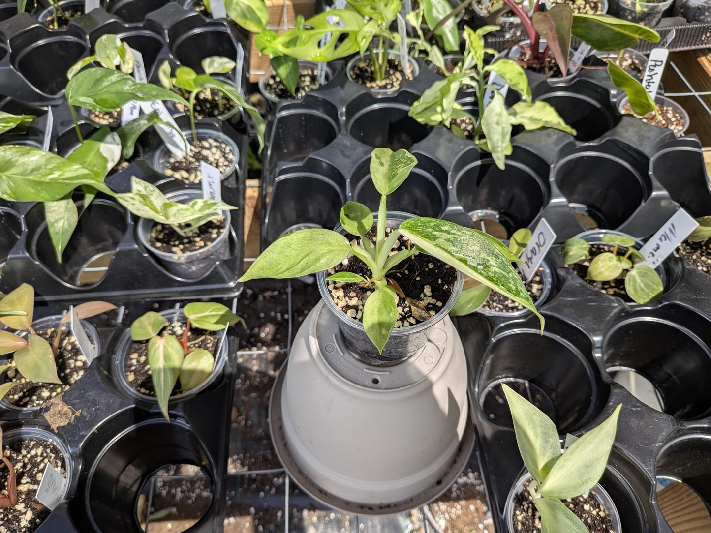 Philodendron Jose Buono | Starter Plant | Tomoka Farms