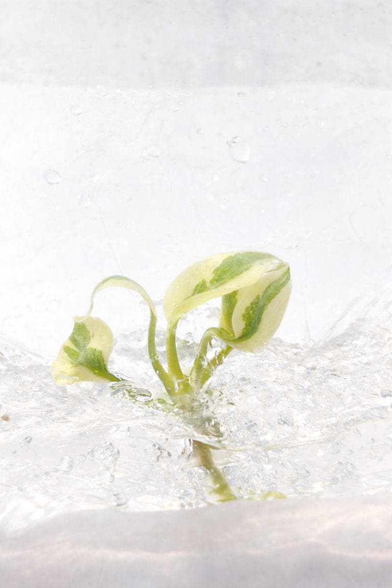 Monstera ‘White Lava’ | Tissue Culture Plant (Starter) | Tomoka Farms
