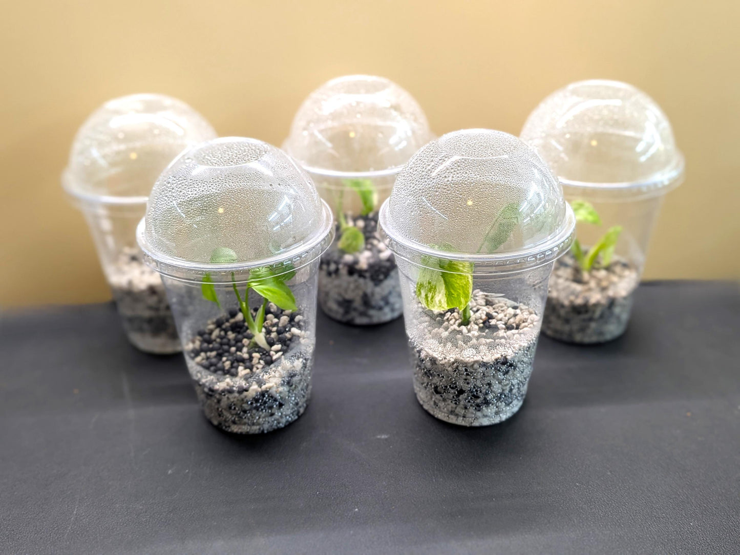 Tissue Culture Plant Acclimation Kit | Perlite/Stratum Blend (Parfait Cups) | Tomoka Farms