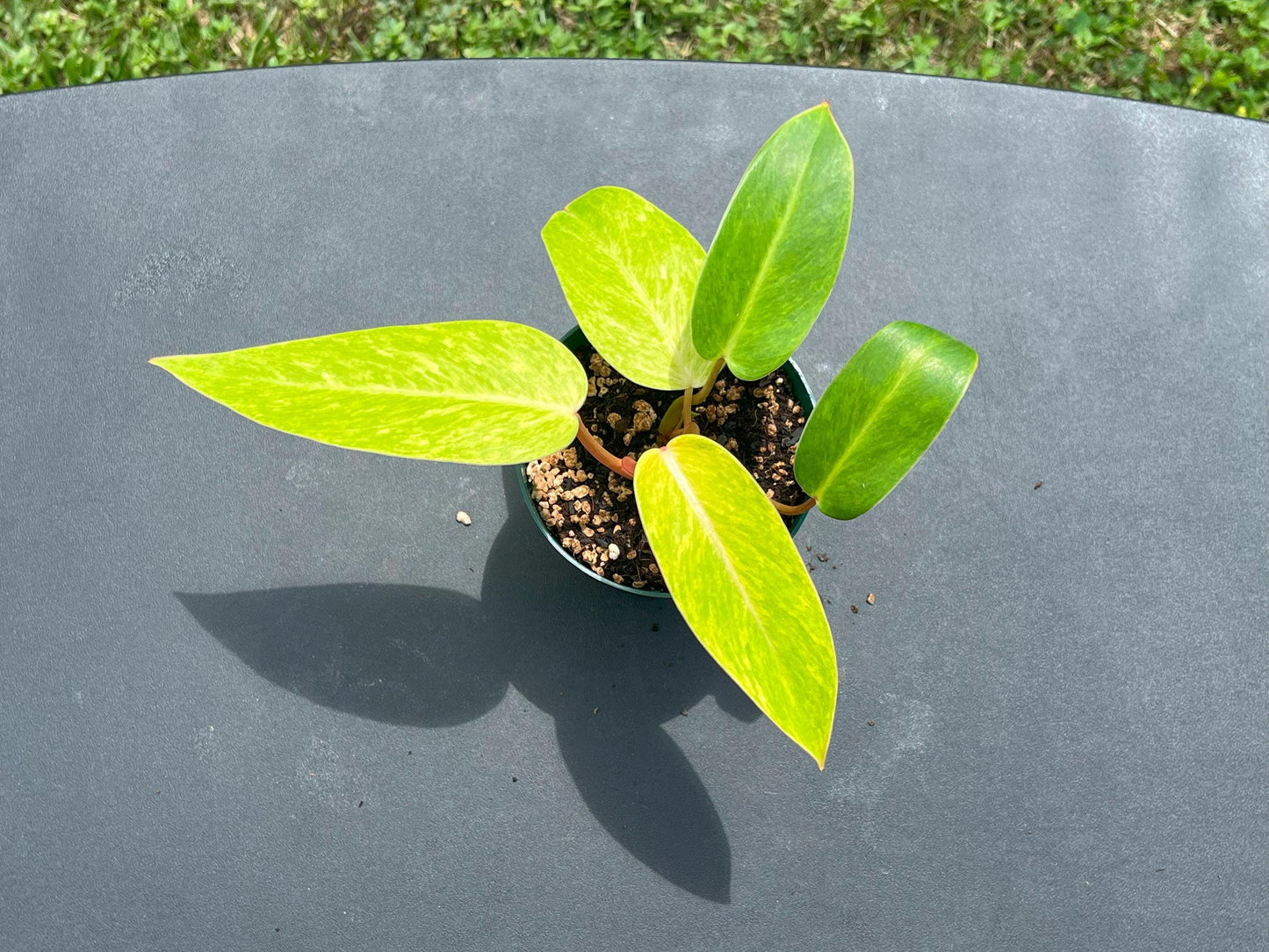 Philodendron Painted Lady – Starter | Bright Chartreuse Variegation | Rare Collector Plant