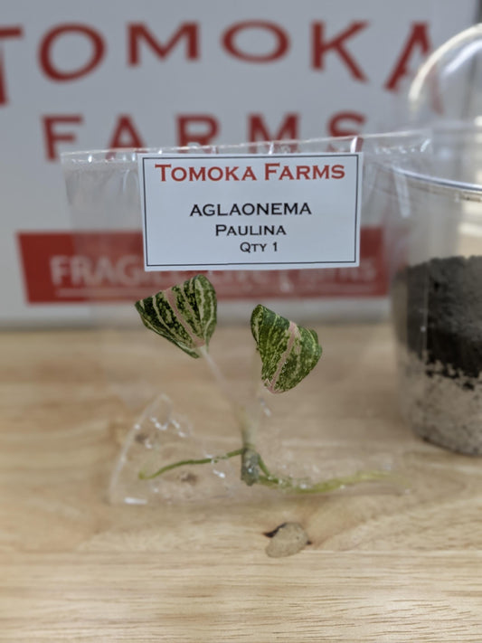 Aglaonema Paulina | Tissue Culture Plant | Tomoka Farms