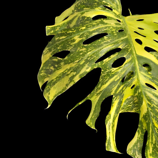 Monstera Deliciosa ‘Electrolyte’ | Tissue Culture | Starter | Preorder | Tomoka Farms