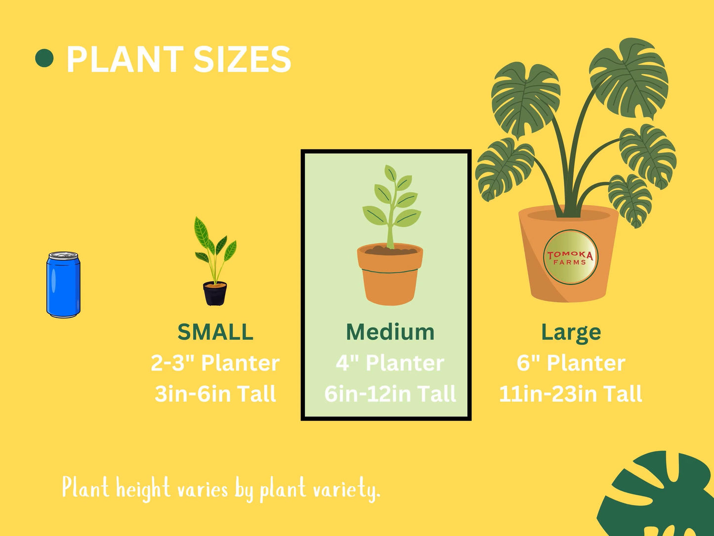 Philodendron White Wizard | Starter Plant | Tomoka Farms
