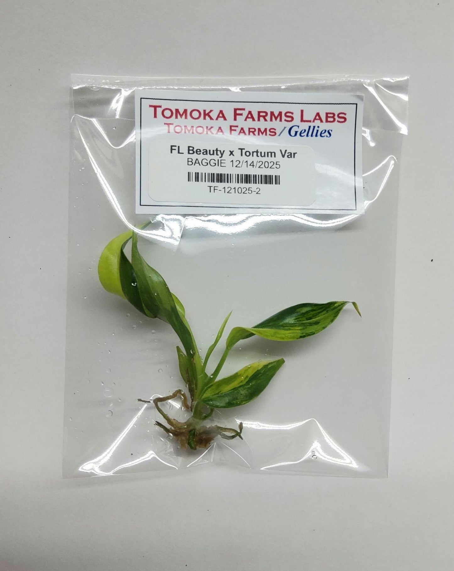 Philodendron Florida Beauty × Tortum Variegated | Tissue Culture Plant | Tomoka Farms