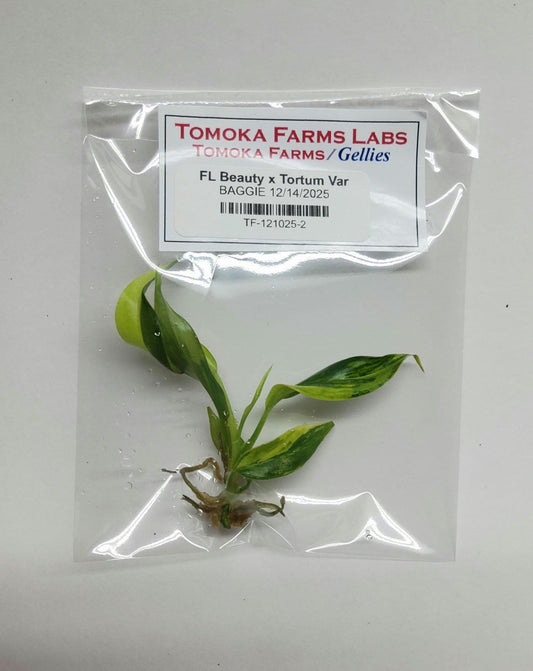 Philodendron Florida Beauty × Tortum Variegated | Tissue Culture Plant | Tomoka Farms