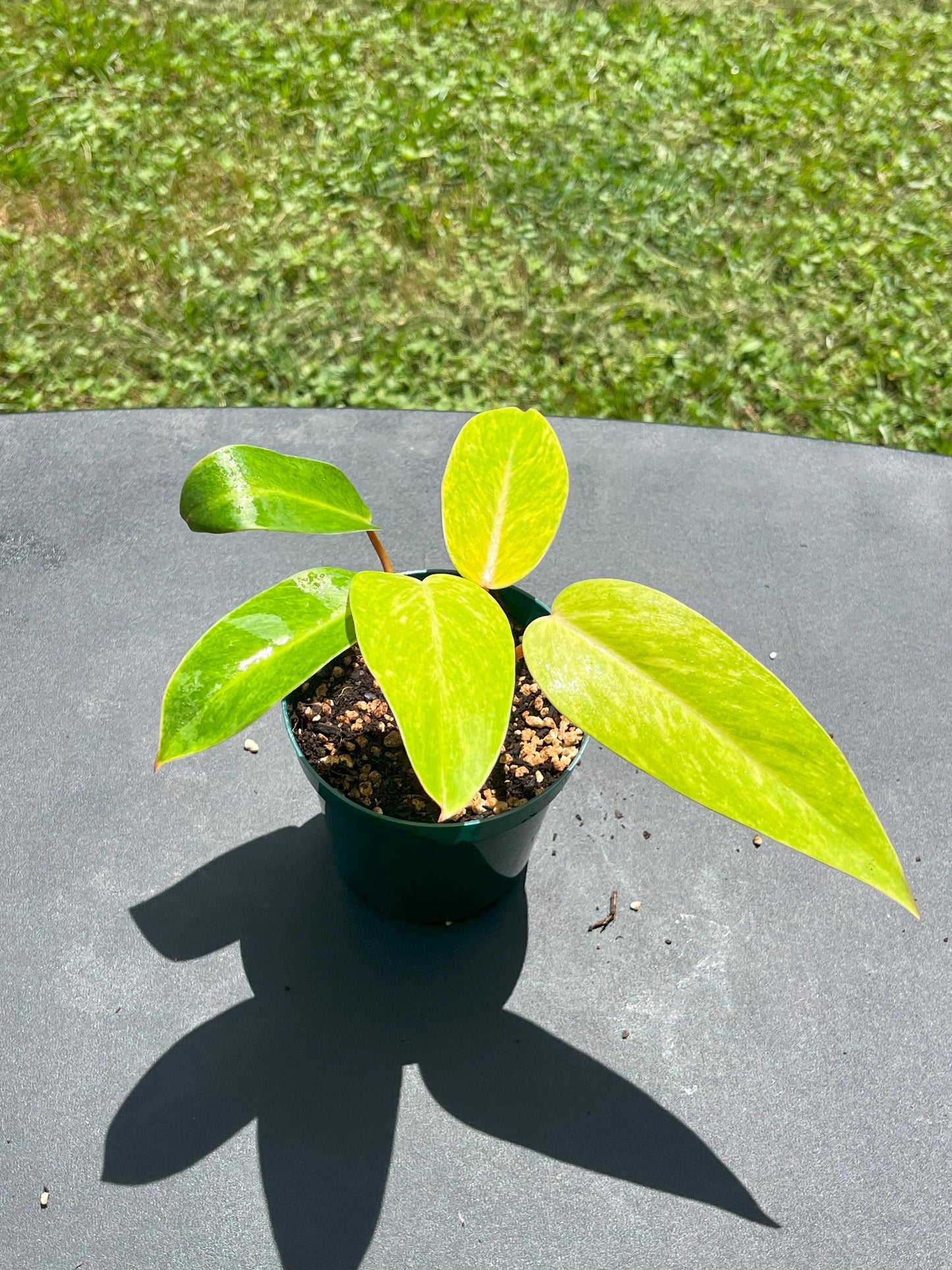 Philodendron Painted Lady – Starter | Bright Chartreuse Variegation | Rare Collector Plant