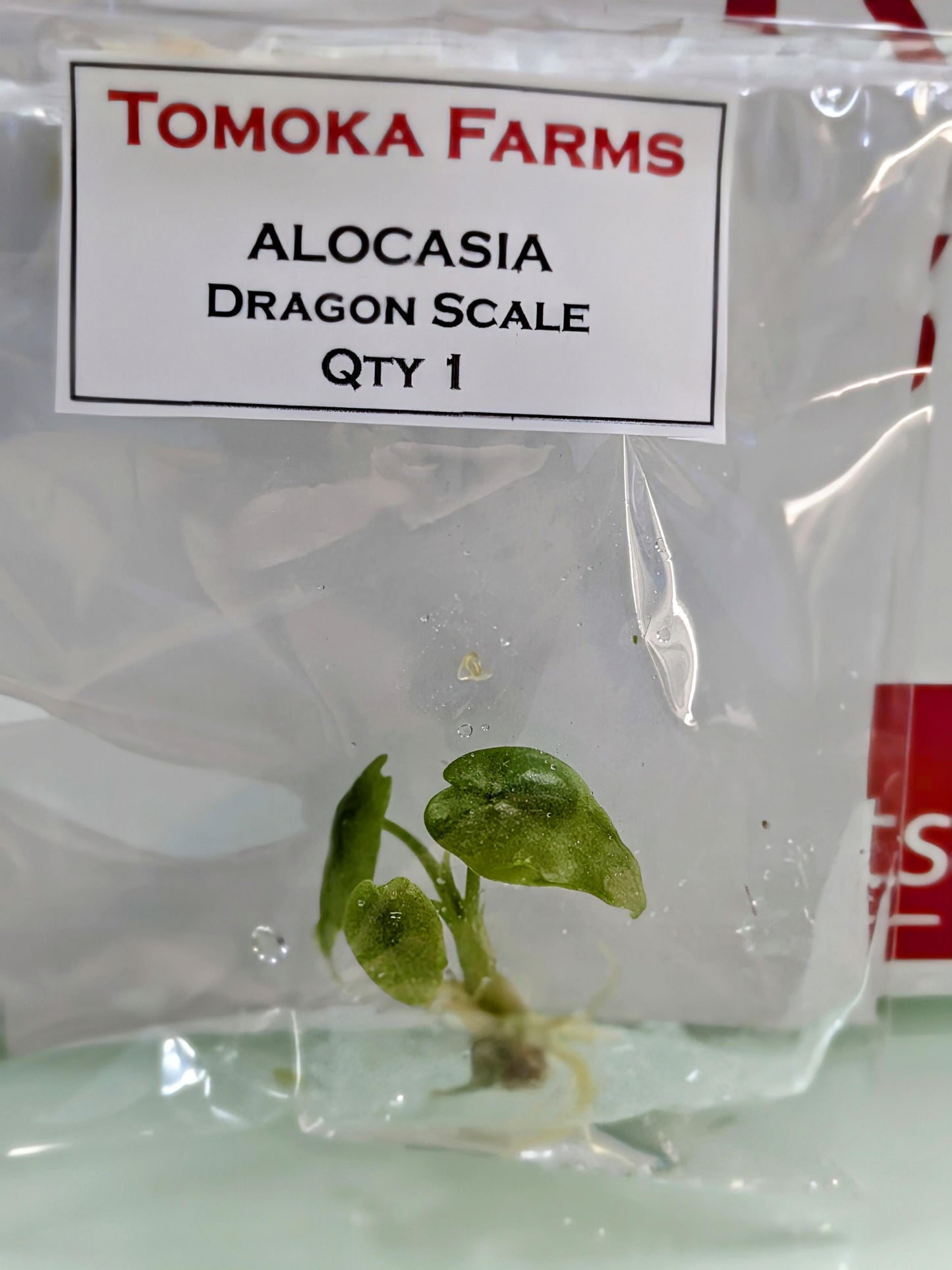 Alocasia Dragon Scale | Tissue Culture Plant (Starter) | Tomoka Farms