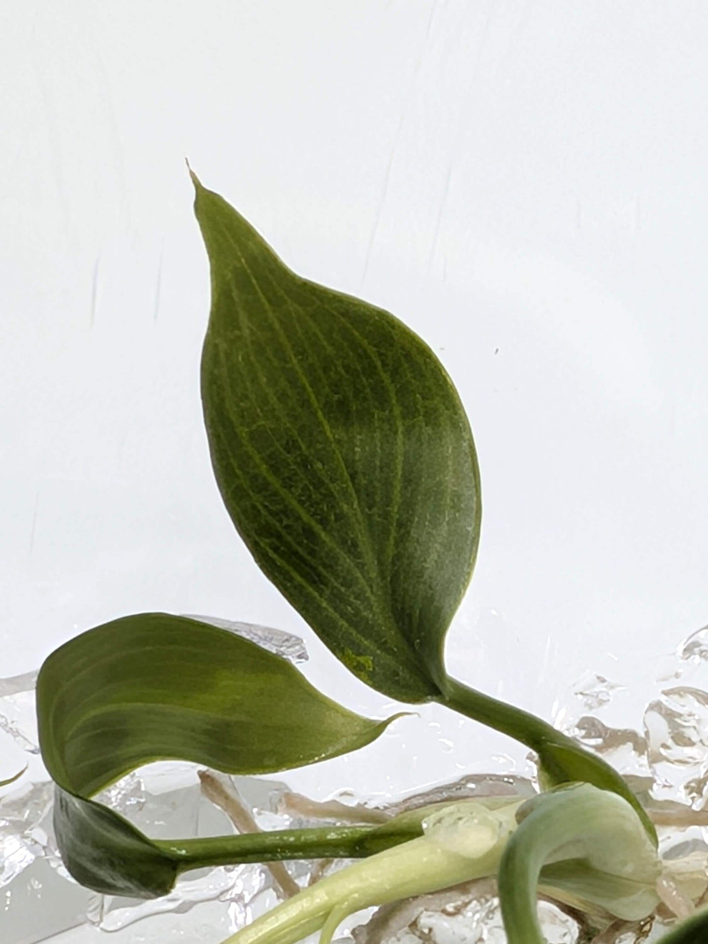 Philodendron Gloriosum Tissue Culture, Rare Heart-Shaped Leaf Plant TC Kit
