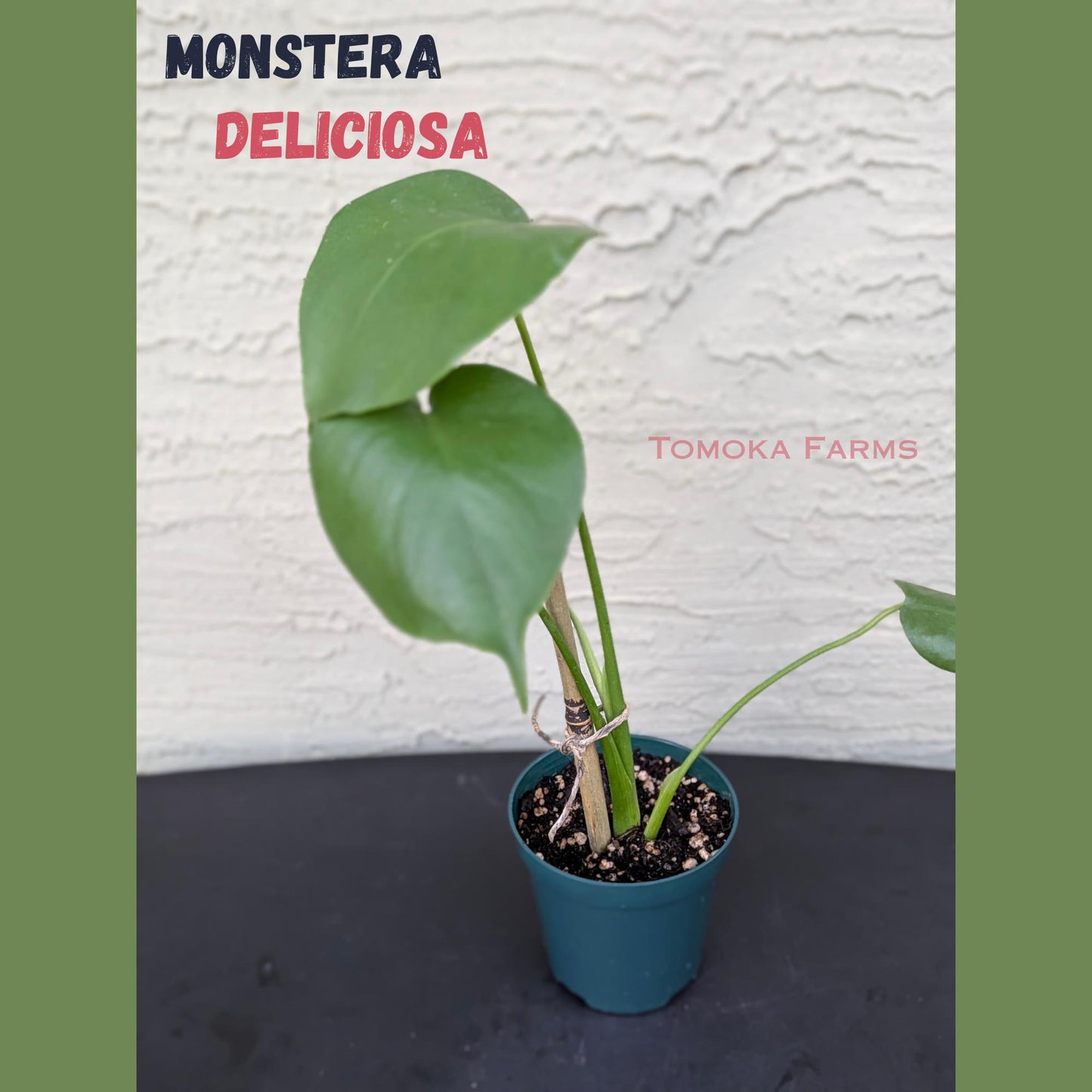 Monstera deliciosa | Starter Plant | Tomoka Farms