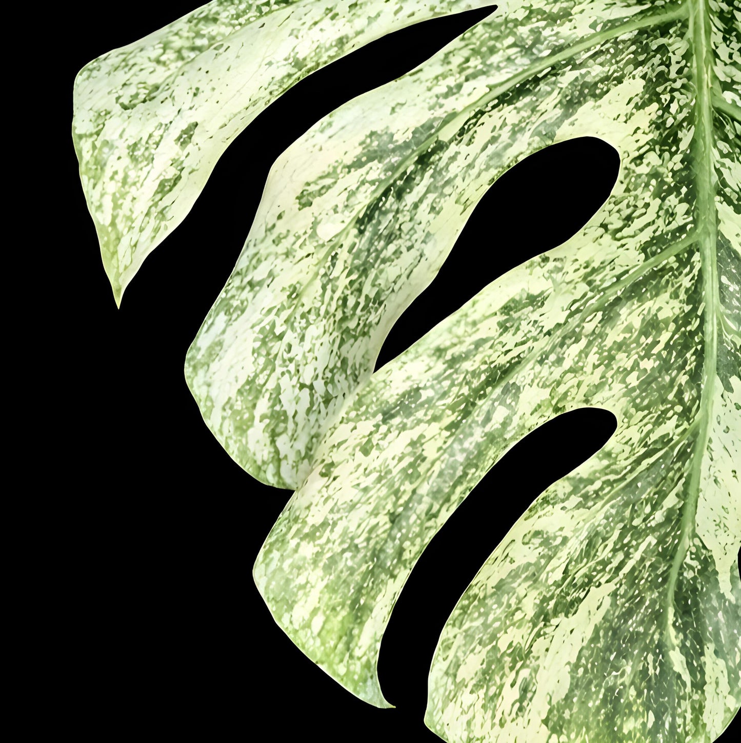 Monstera deliciosa ‘White Monster’ | Tissue Culture Plant (Starter) | Preorder | Tomoka Farms