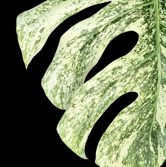 Monstera deliciosa ‘White Monster’ | Tissue Culture Plant (Starter) | Preorder | Tomoka Farms