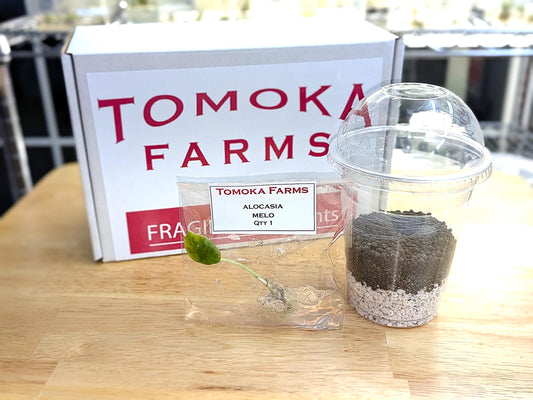 Alocasia ‘Melo’ | Tissue Culture Plant (Starter / Preorder) | Tomoka Farms